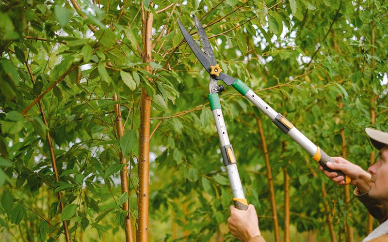 Tree trimming in West Chester, IA