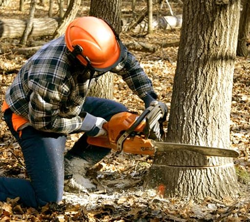 Tree Removal in West Chester, IA